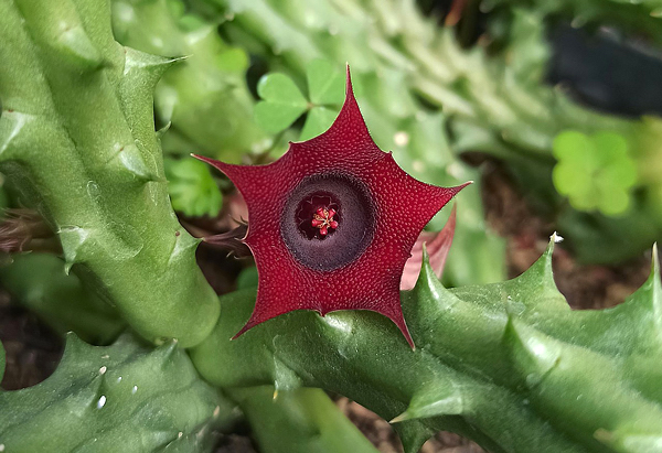 Gênero Huernia