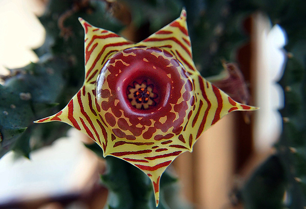 Huernia