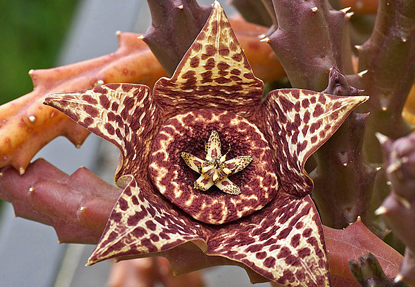 Gênero Orbea