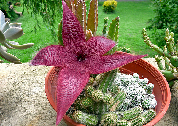 Genero Stapelia