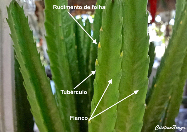 Genero Stapelia
