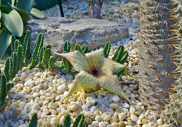 Gênero Stapelia