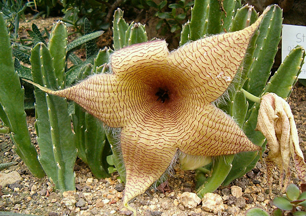 Gênero Stapelia