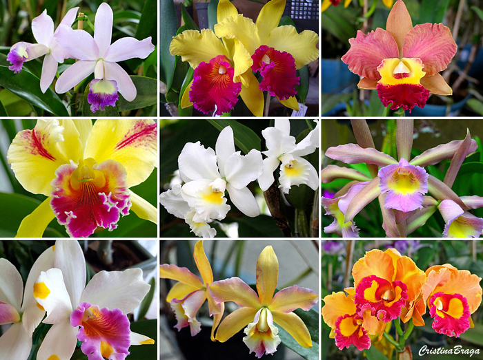 Orquídeas Cattleya - Como cuidar