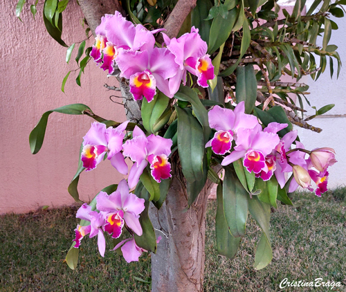 Orquídeas Cattleya - Como cuidar