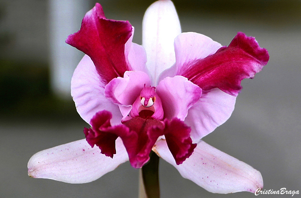 Orquídeas Cattleya - Como cuidar