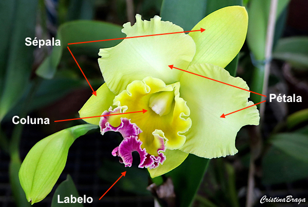 Orquídeas Cattleya - Como cuidar