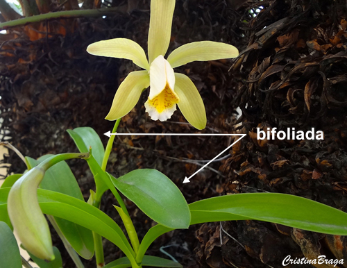 Orquídeas Cattleya - Como cuidar