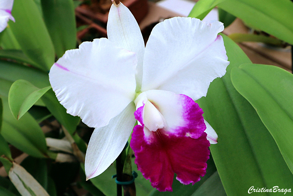 Orquídeas Cattleya - Como cuidar