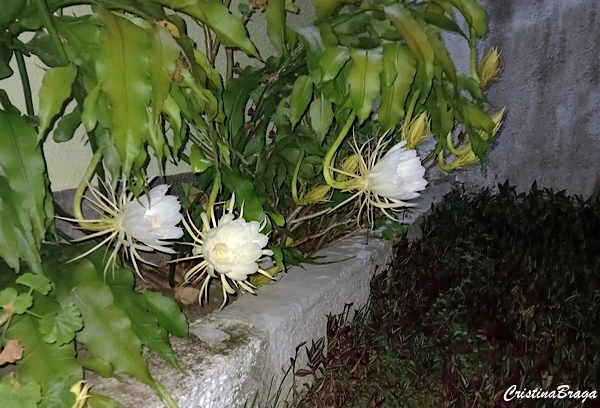 Rainha da Noite - Epiphyllum oxypetalum