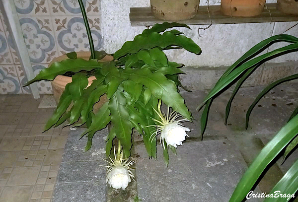 Rainha da Noite - Epiphyllum oxypetalum