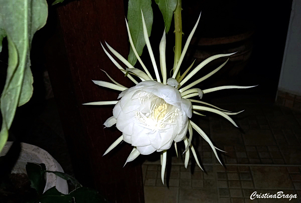 Rainha da Noite - Epiphyllum oxypetalum