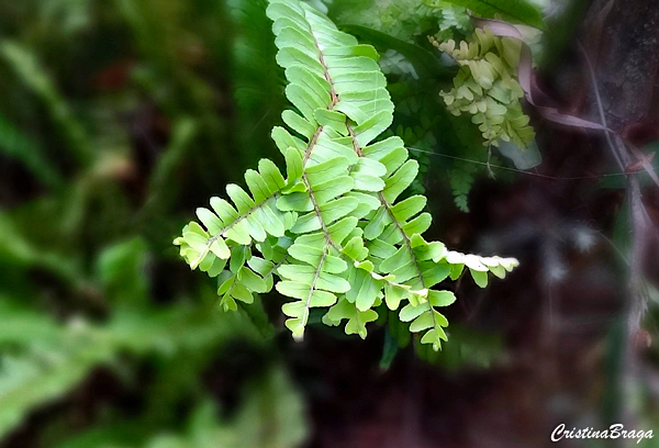 Samambaia saia baiana - Nephrolepis exaltata Handy