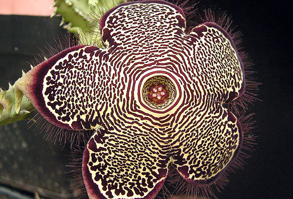 Tapete Persa - Edithcolea grandis