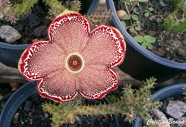 Tapete Persa - Edithcolea grandis