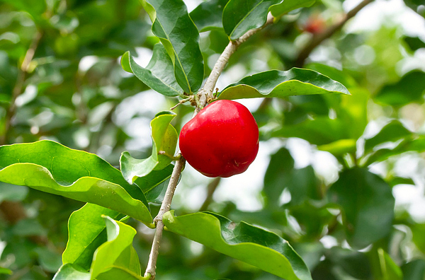 acerola