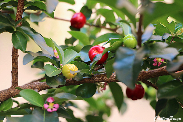 acerola