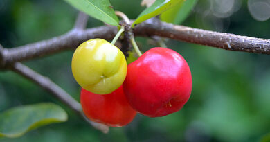 acerola