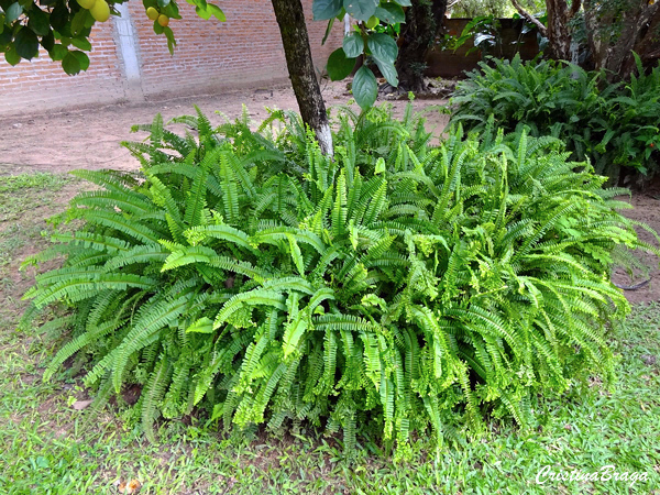 Samambaia saia baiana - Nephrolepis exaltata Handy