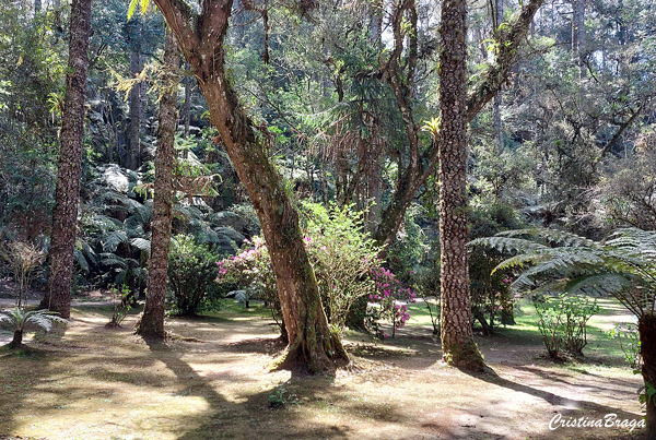 Bosque do Silencio