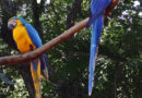 Parque das Aves – Foz do Iguaçu
