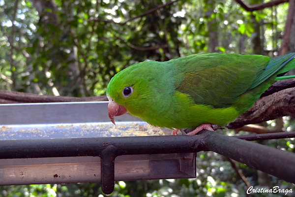 Parque das Aves - Foz do Iguaçu