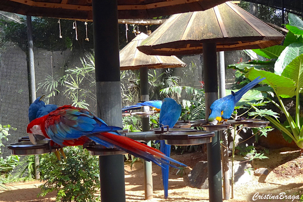 Parque das Aves - Foz do Iguaçu