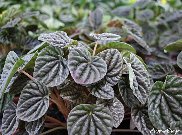 peperomia caperata