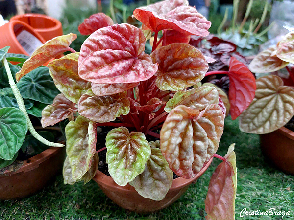 peperomia caperata quito