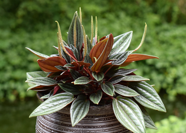 Peperomia caperata