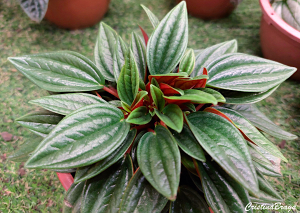 Peperomia caperata