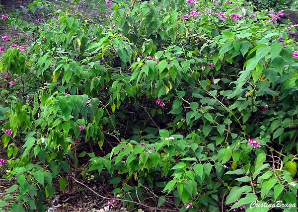 Salvia rosa