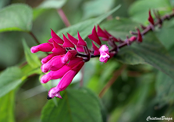 Salvia rosa