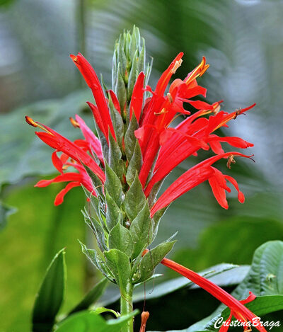 Camarão vermelho - Pachystachys spicata