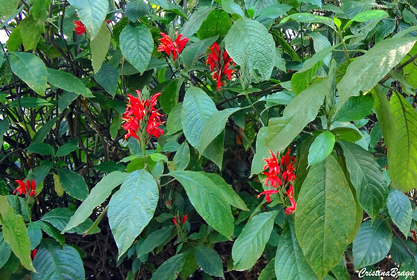 Camarão vermelho - Pachystachys spicata