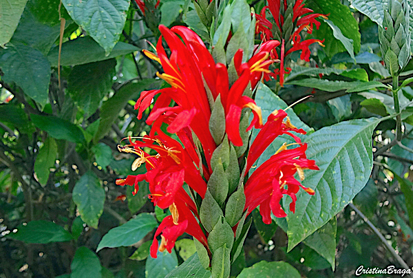 Camarão vermelho - Pachystachys spicata