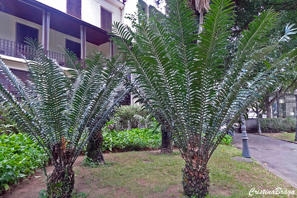 Encephalartos