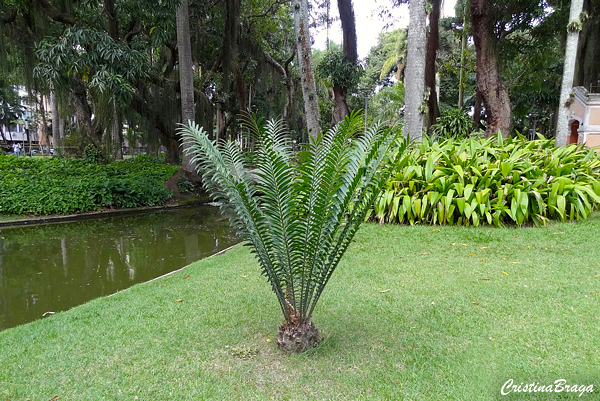 Encephalartos