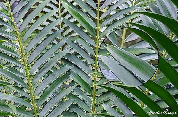 Encephalartos