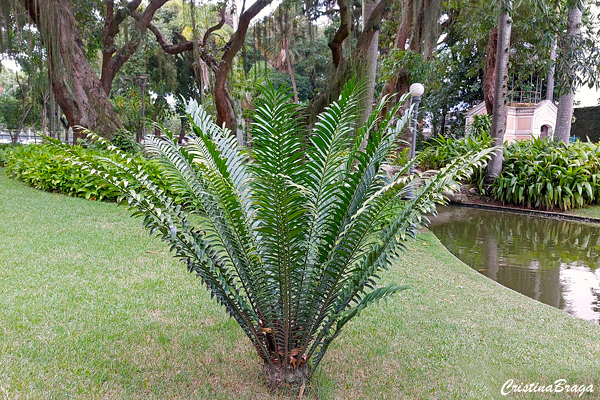 Encephalartos