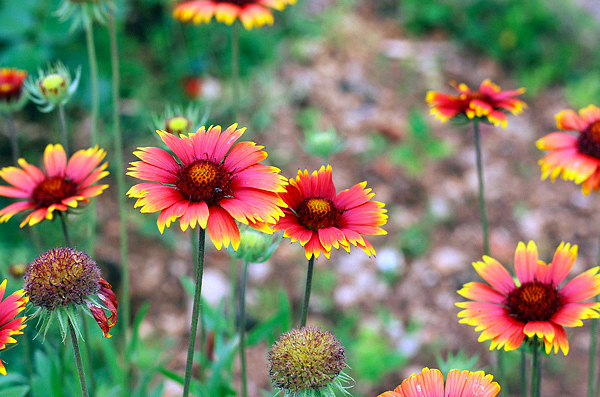 Gaillardia