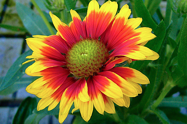 Gaillardia