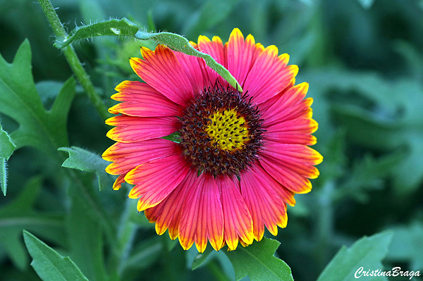 Gaillardia