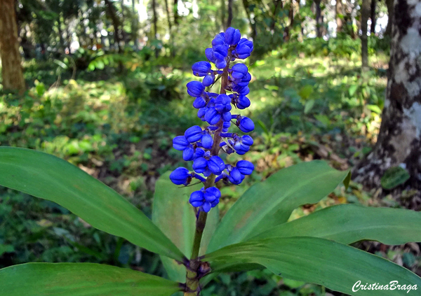 Gengibre azul