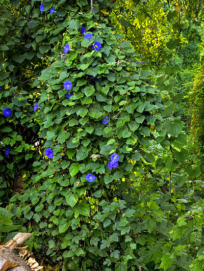 Ipomoea purpurea