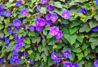 Glória da manhã - Ipomoea purpurea - Flores e Folhagens