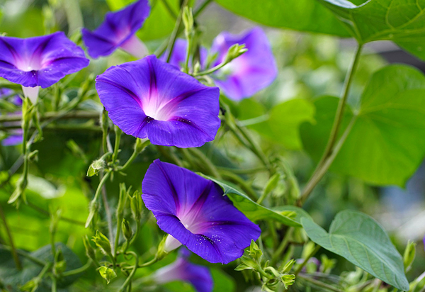 Ipomoea purpurea