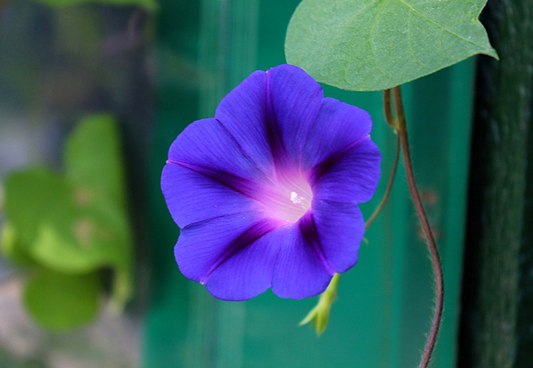 Ipomoea purpurea