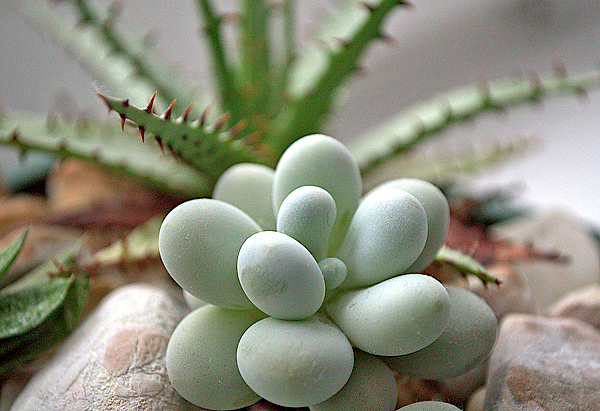 Pedra da Lua - Pachyphytum