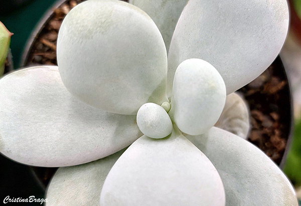 Pedra da Lua - Pachyphytum